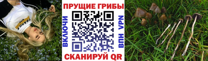 Галлюциногенные грибы ЛСД  Купить где  Игарка 
